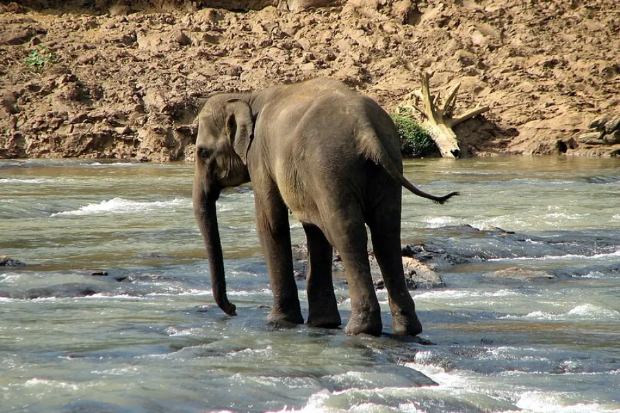Pinnawala Elephant Orphanage – Watch Elephants Bathe & Play in Sri Lanka