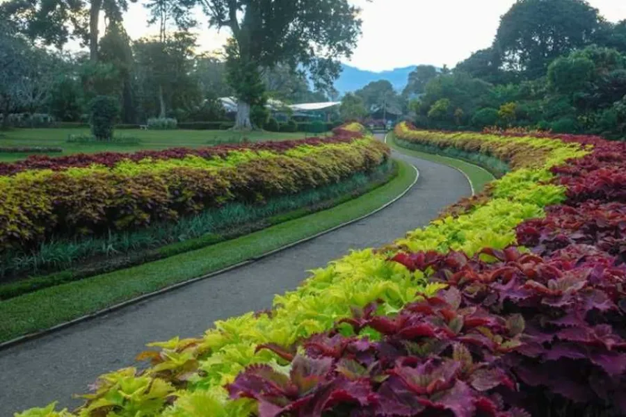 Royal Botanical Gardens Peradeniya – Explore Sri Lanka’s Largest Botanical Paradise