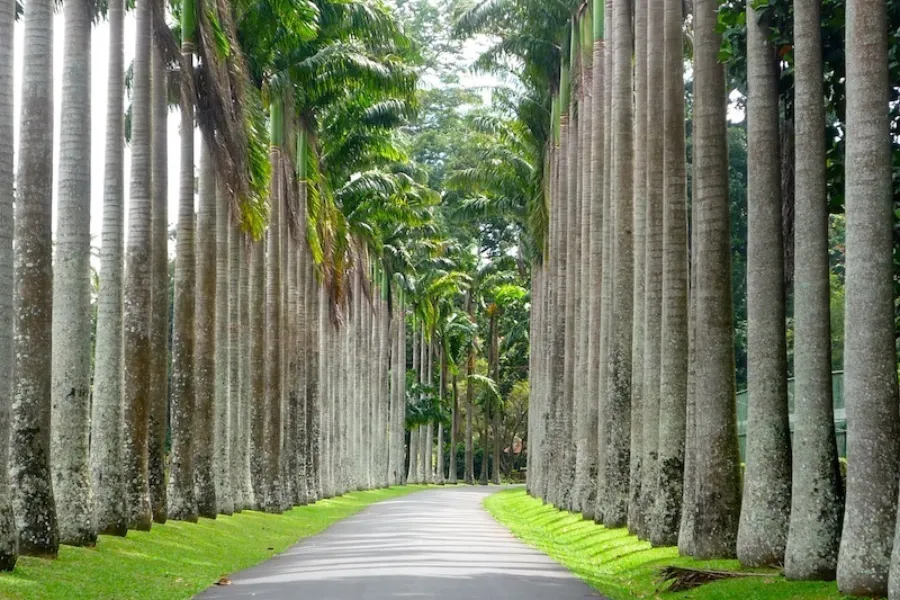 Royal Botanical Gardens Peradeniya – Explore Sri Lanka’s Largest Botanical Paradise