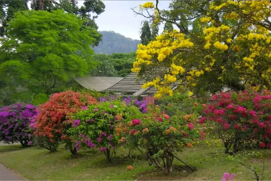 Royal Botanical Gardens Peradeniya – Explore Sri Lanka’s Largest Botanical Paradise
