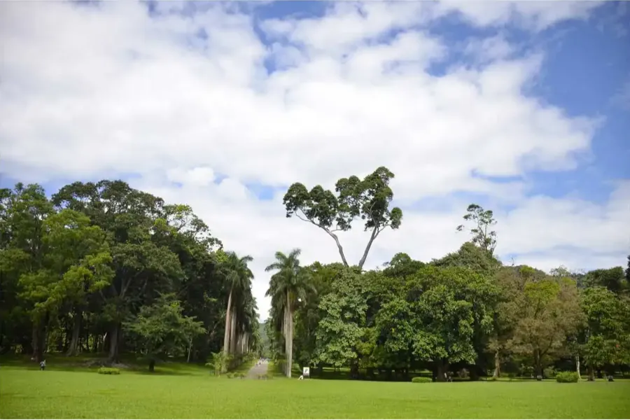 Royal Botanical Gardens Peradeniya – Explore Sri Lanka’s Largest Botanical Paradise