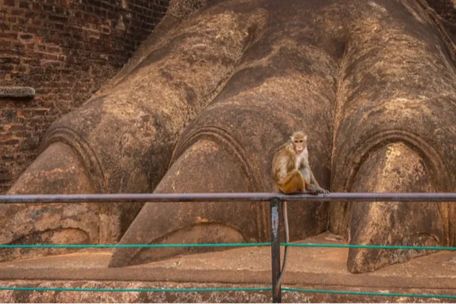 Sigiriya Rock Fortress – Climb Sri Lanka’s Ancient Wonder