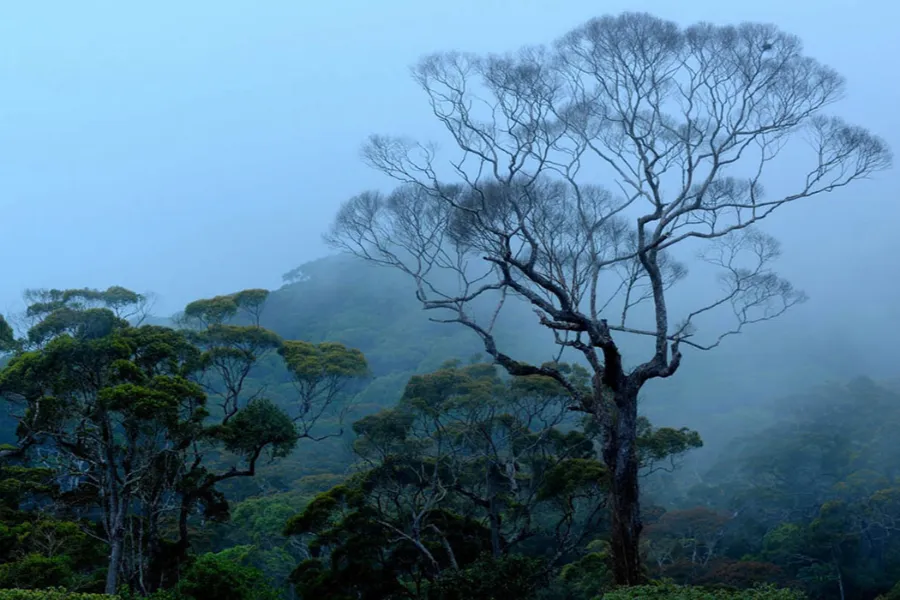 Sinharaja Rainforest – Explore Sri Lanka’s Primal Green Paradise