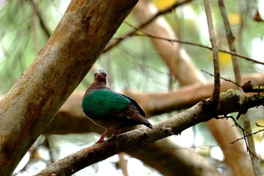 Sinharaja Rainforest – Explore Sri Lanka’s Primal Green Paradise
