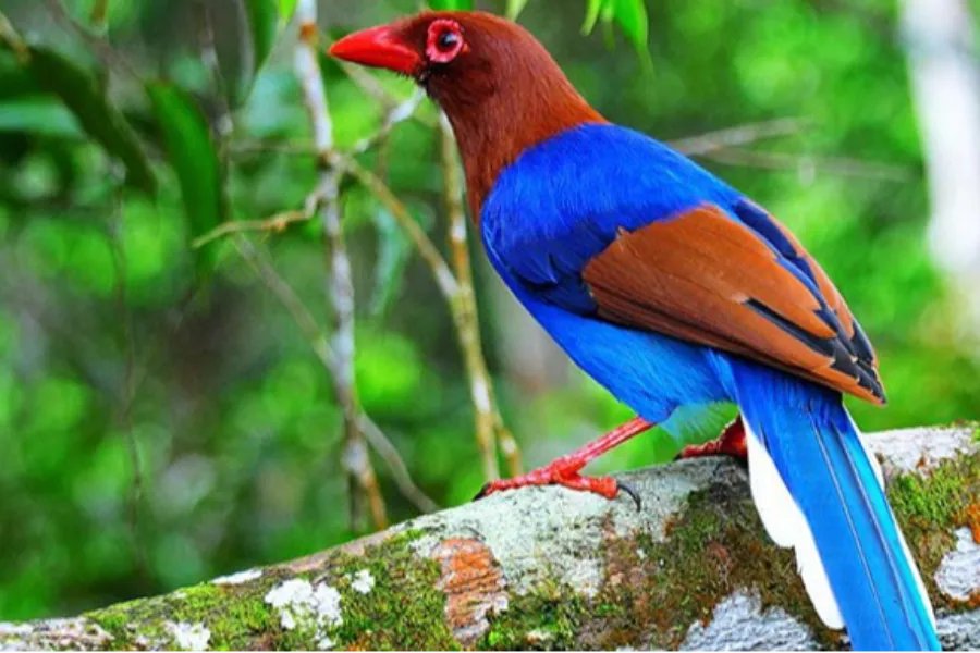 Sinharaja Rainforest – Explore Sri Lanka’s Primal Green Paradise