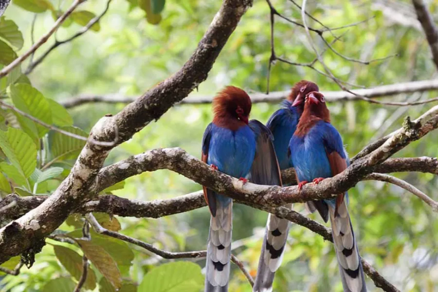 Sinharaja Rainforest – Explore Sri Lanka’s Primal Green Paradise