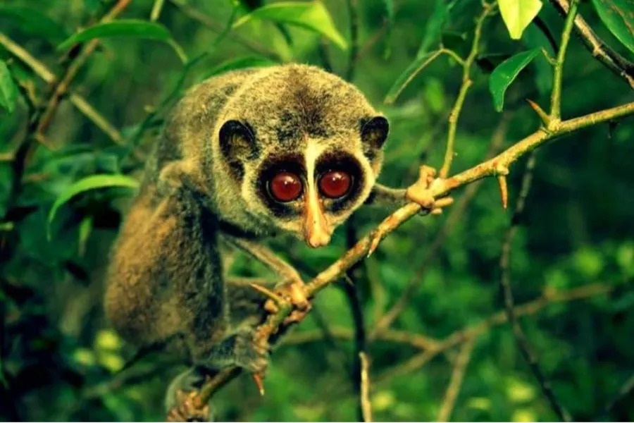 Sinharaja Rainforest – Explore Sri Lanka’s Primal Green Paradise