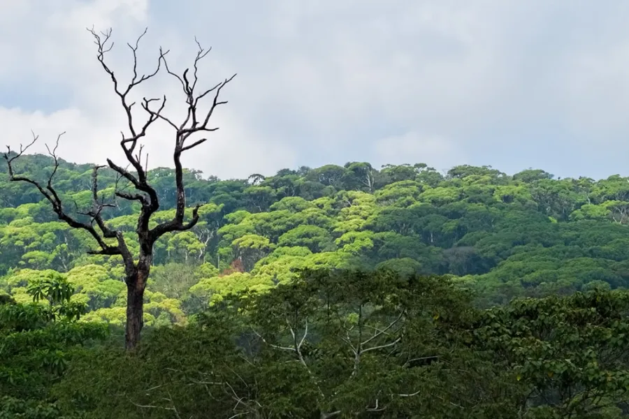 Sinharaja Rainforest – Explore Sri Lanka’s Primal Green Paradise