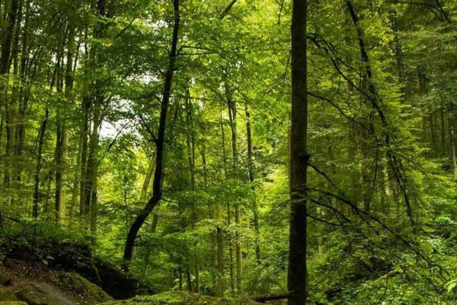 Sinharaja Rainforest – Explore Sri Lanka’s Primal Green Paradise