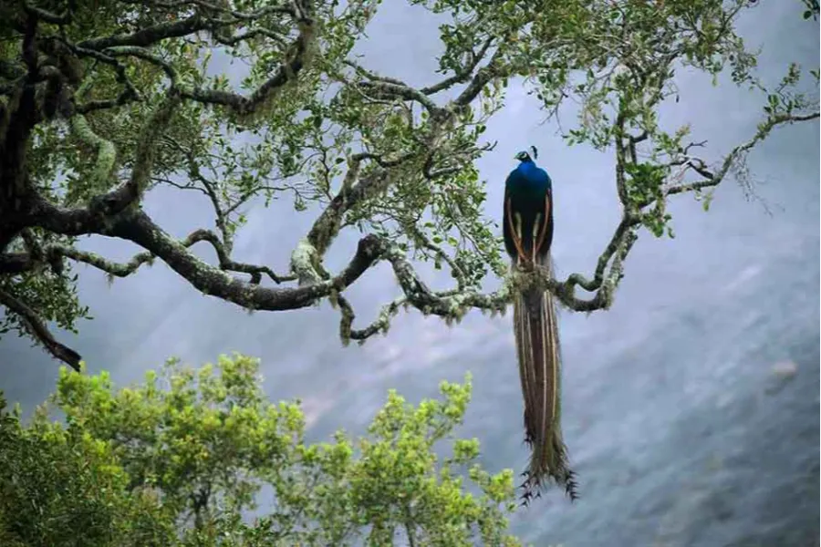 Sinharaja Rainforest – Explore Sri Lanka’s Primal Green Paradise
