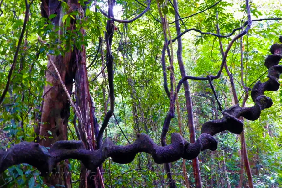 Sinharaja Rainforest – Explore Sri Lanka’s Primal Green Paradise