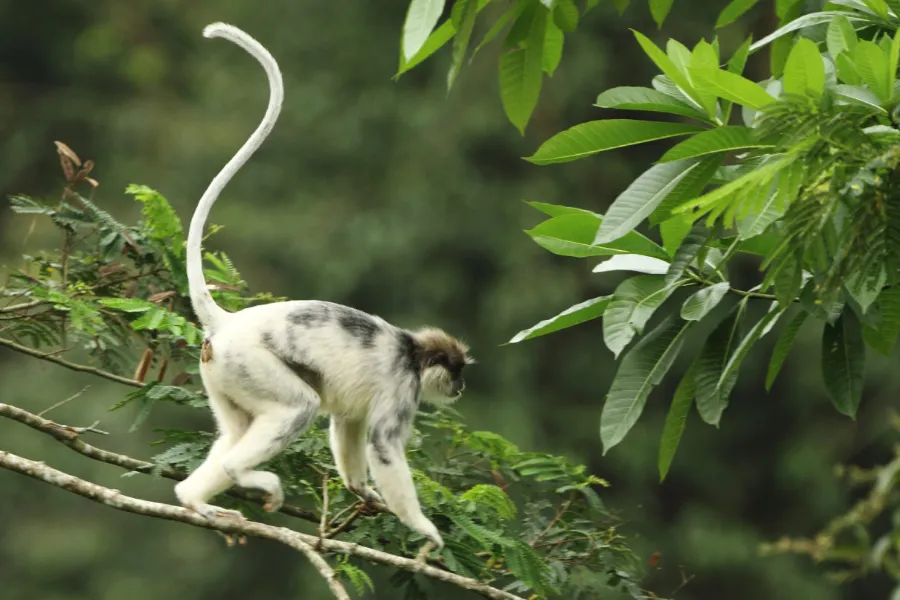 Sinharaja Rainforest – Explore Sri Lanka’s Primal Green Paradise