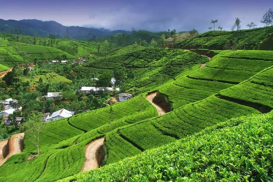 Tea Factory Visit in Sri Lanka – Experience the Heart of Ceylon Tea