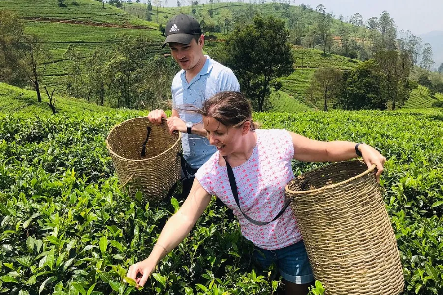 Tea Factory Visit in Sri Lanka – Experience the Heart of Ceylon Tea