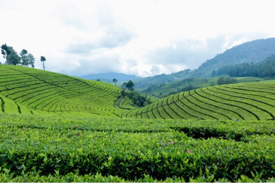 Tea Factory Visit in Sri Lanka – Experience the Heart of Ceylon Tea