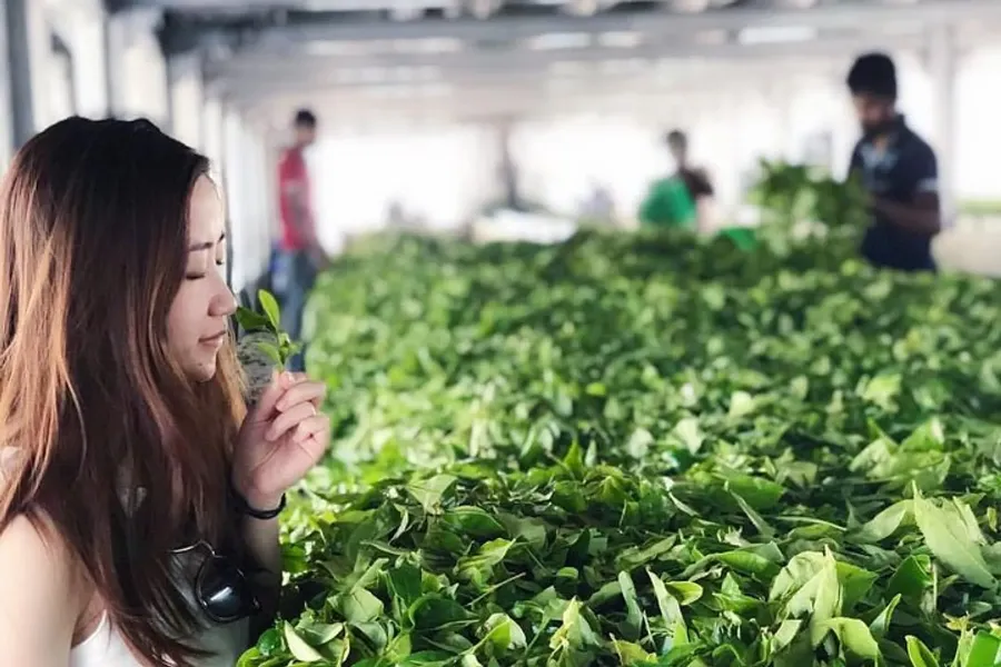 Tea Factory Visit in Sri Lanka – Experience the Heart of Ceylon Tea