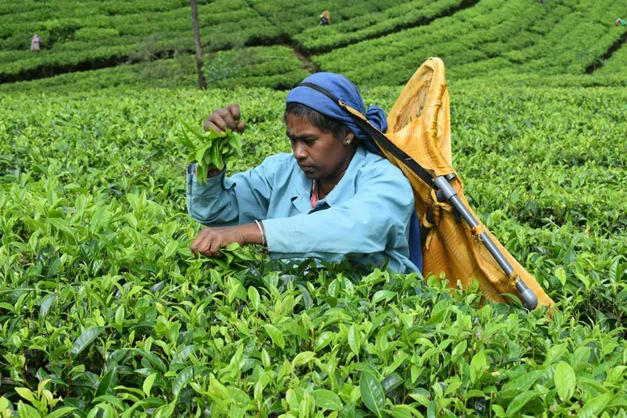 Tea Factory Visit in Sri Lanka – Experience the Heart of Ceylon Tea