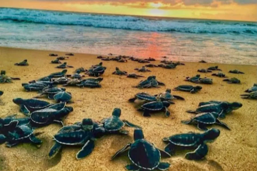 Kosgoda Turtle Hatchery – Protect and Discover Sri Lanka’s Sea Turtles