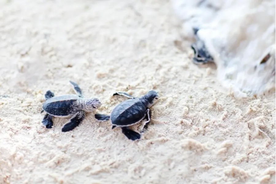 Kosgoda Turtle Hatchery – Protect and Discover Sri Lanka’s Sea Turtles