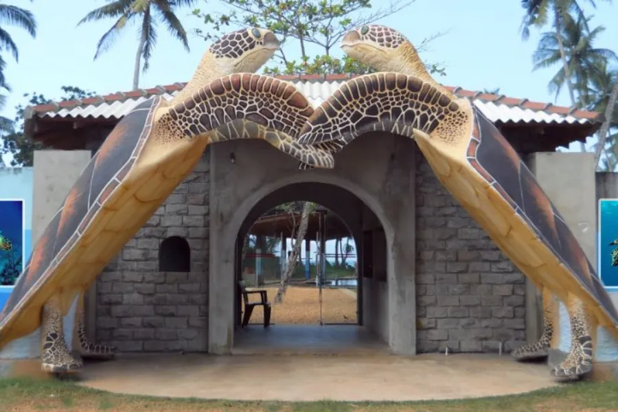 Kosgoda Turtle Hatchery – Protect and Discover Sri Lanka’s Sea Turtles