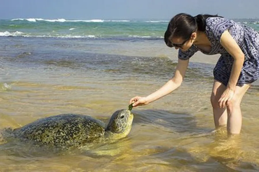 Kosgoda Turtle Hatchery – Protect and Discover Sri Lanka’s Sea Turtles