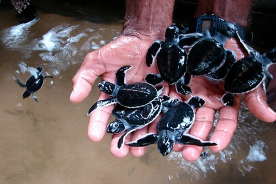 Kosgoda Turtle Hatchery – Protect and Discover Sri Lanka’s Sea Turtles