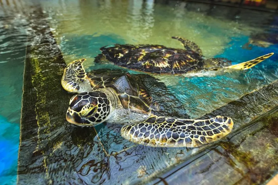 Kosgoda Turtle Hatchery – Protect and Discover Sri Lanka’s Sea Turtles