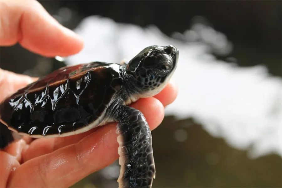 Kosgoda Turtle Hatchery – Protect and Discover Sri Lanka’s Sea Turtles