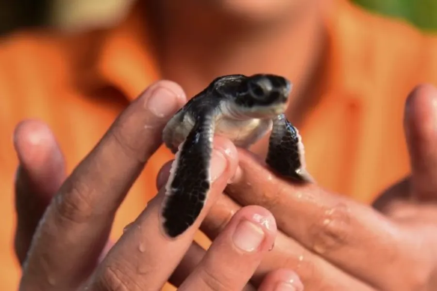 Kosgoda Turtle Hatchery – Protect and Discover Sri Lanka’s Sea Turtles