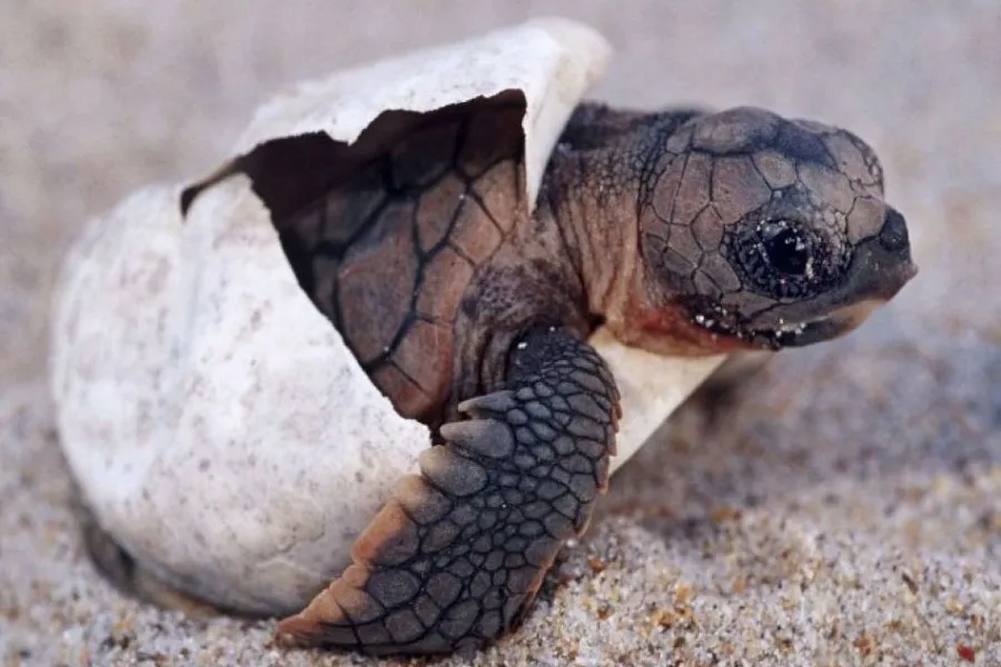 Kosgoda Turtle Hatchery – Protect and Discover Sri Lanka’s Sea Turtles