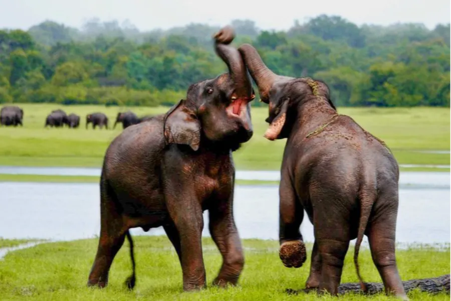 Udawalawe National Park – Sri Lanka’s Wild Elephant Sanctuary