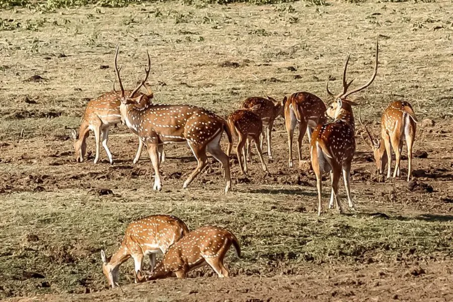 Udawalawe National Park – Sri Lanka’s Wild Elephant Sanctuary