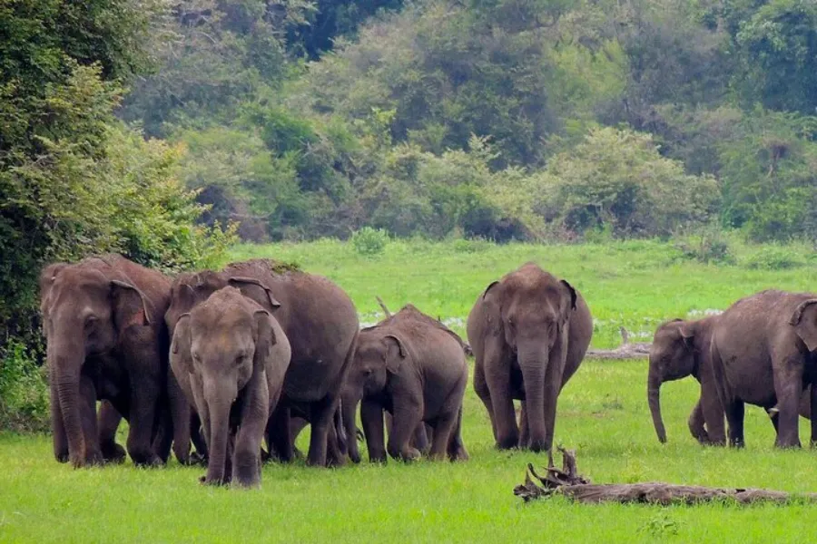 Udawalawe National Park – Sri Lanka’s Wild Elephant Sanctuary
