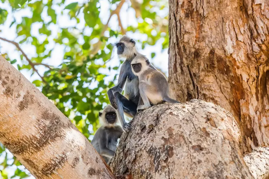 Udawalawe National Park – Sri Lanka’s Wild Elephant Sanctuary