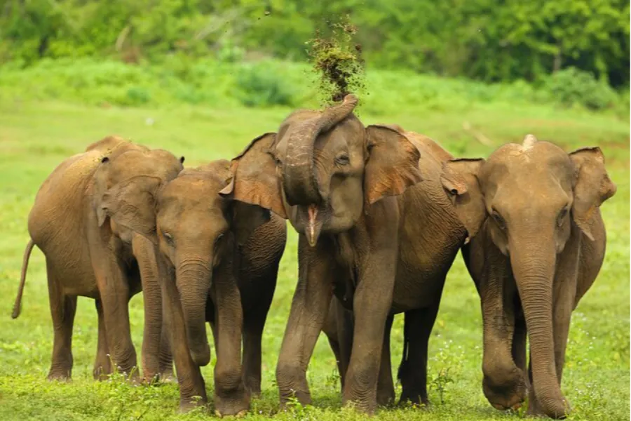 Udawalawe National Park – Sri Lanka’s Wild Elephant Sanctuary