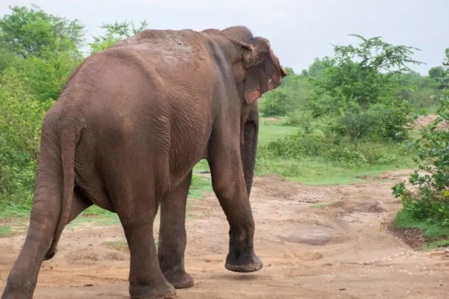 Udawalawe National Park – Sri Lanka’s Wild Elephant Sanctuary