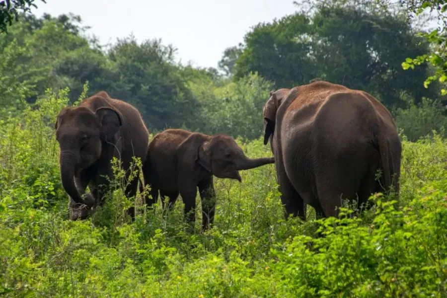 Udawalawe National Park – Sri Lanka’s Wild Elephant Sanctuary