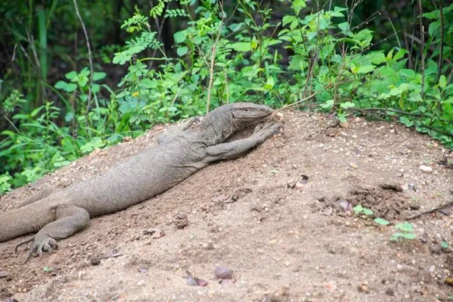 Udawalawe National Park – Sri Lanka’s Wild Elephant Sanctuary
