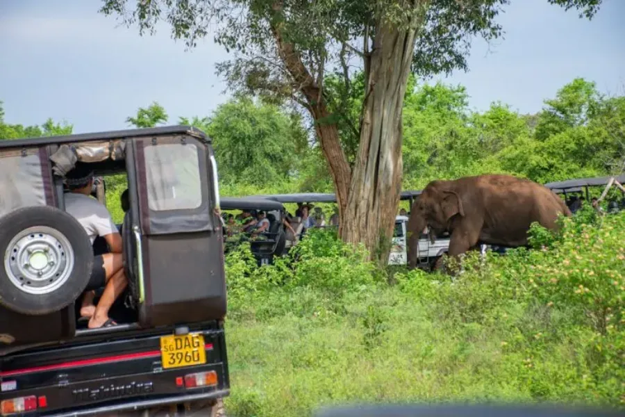Udawalawe National Park – Sri Lanka’s Wild Elephant Sanctuary