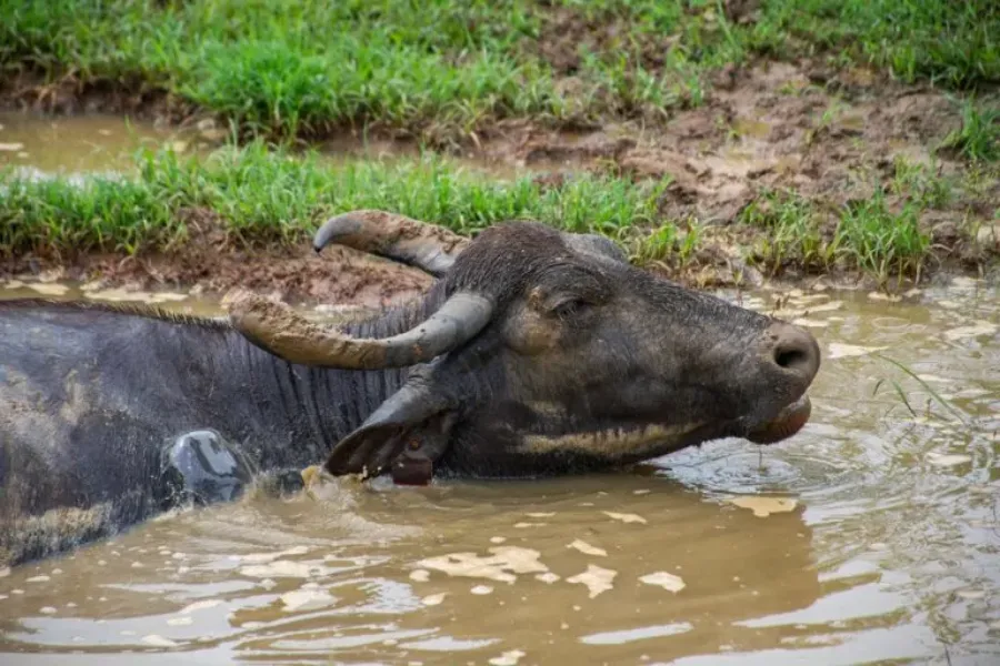 Udawalawe National Park – Sri Lanka’s Wild Elephant Sanctuary