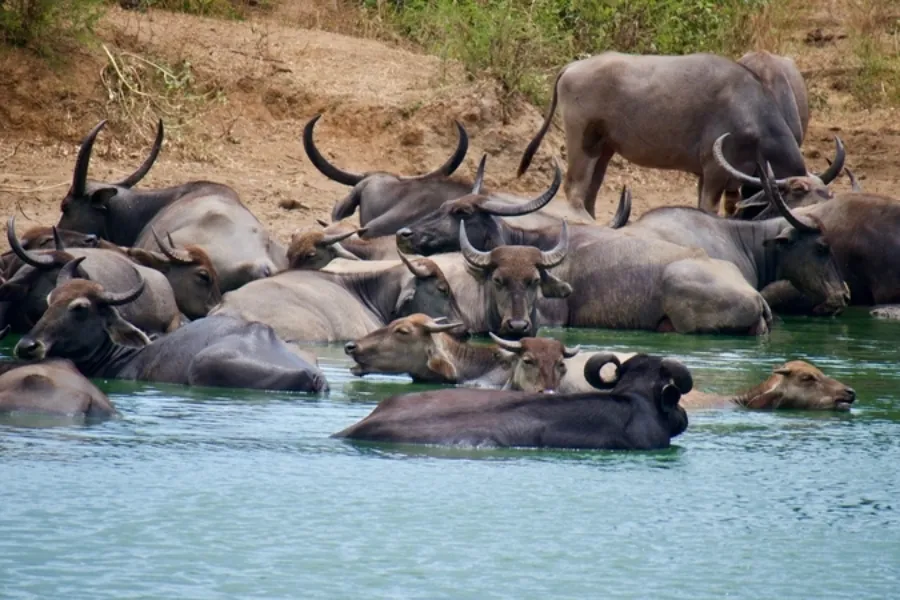 Udawalawe National Park – Sri Lanka’s Wild Elephant Sanctuary