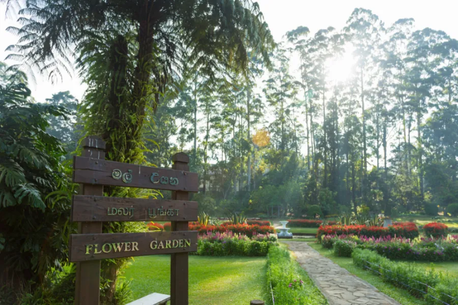 Victoria Park Nuwara Eliya – Colonial Garden and Birdwatcher’s Paradise
