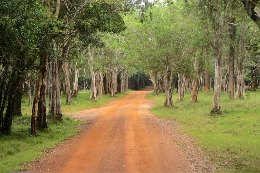 Wilpattu National Park – Sri Lanka’s Largest Park with Leopards & Lakes