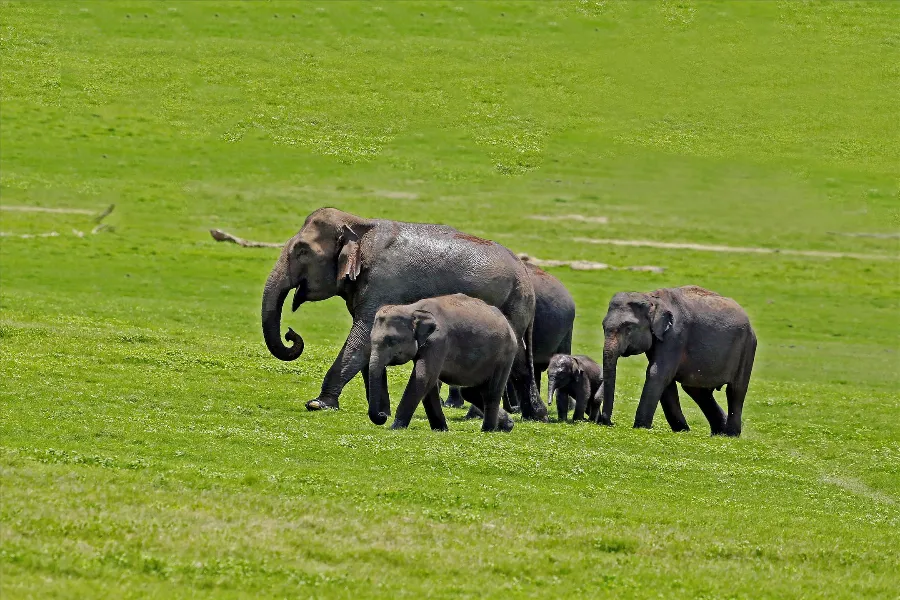 Wilpattu National Park – Sri Lanka’s Largest Park with Leopards & Lakes