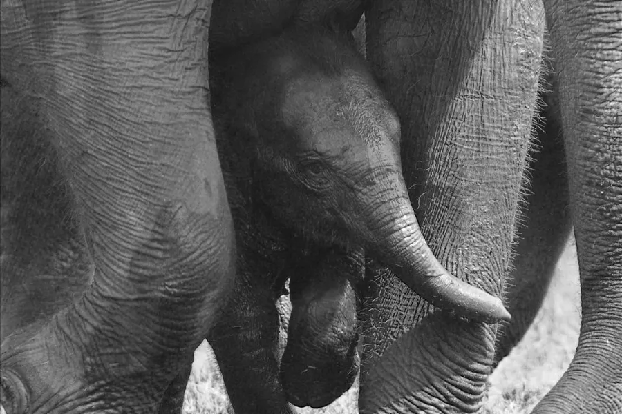 Wilpattu National Park – Sri Lanka’s Largest Park with Leopards & Lakes