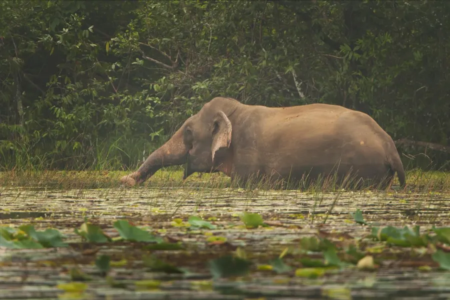Wilpattu National Park – Sri Lanka’s Largest Park with Leopards & Lakes