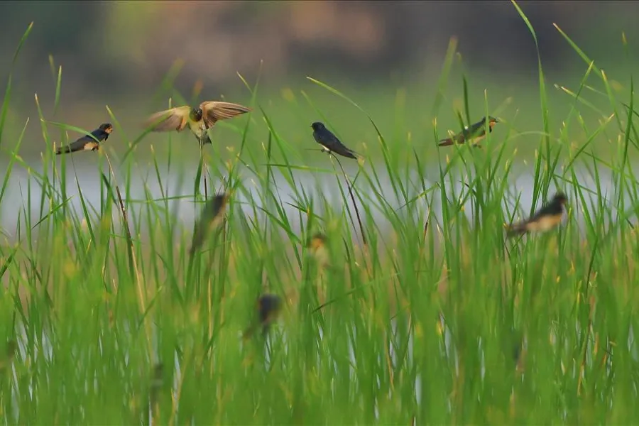 Wilpattu National Park – Sri Lanka’s Largest Park with Leopards & Lakes
