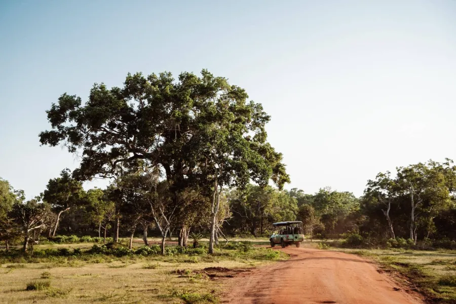Wilpattu National Park – Sri Lanka’s Largest Park with Leopards & Lakes