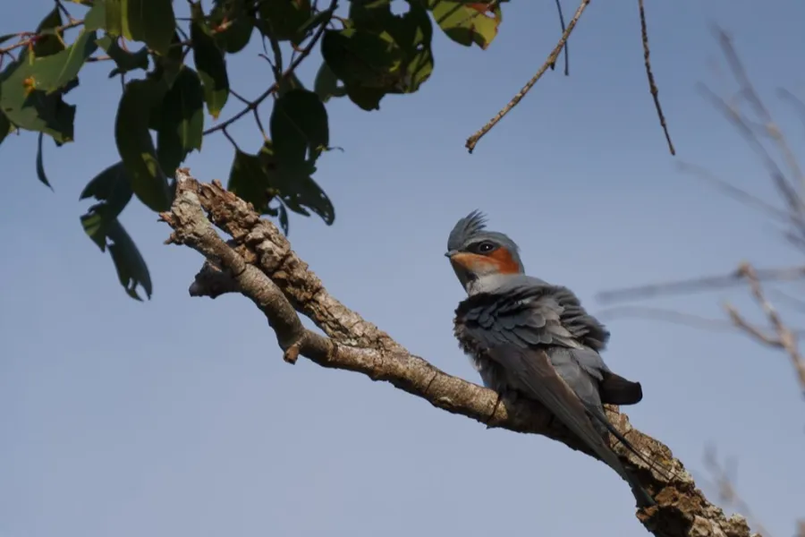 Wilpattu National Park – Sri Lanka’s Largest Park with Leopards & Lakes