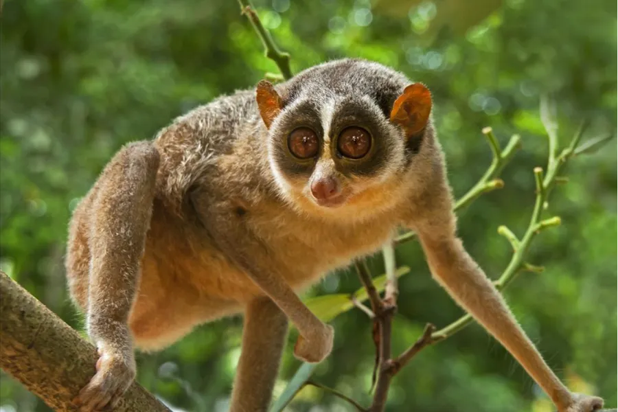 Wilpattu National Park – Sri Lanka’s Largest Park with Leopards & Lakes